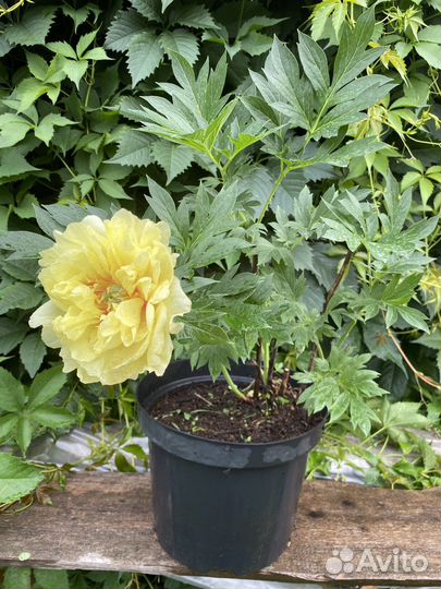 Пион Бартзелла