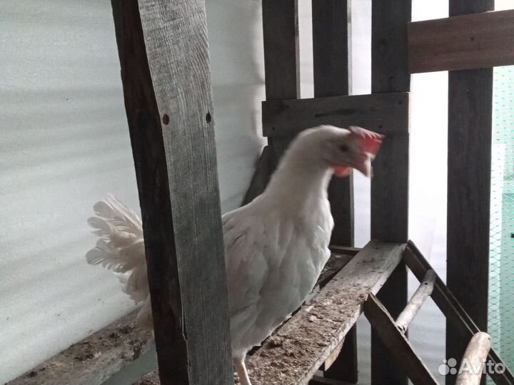 Куры домашние