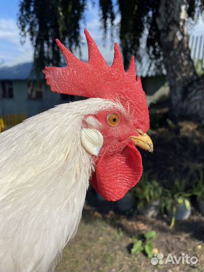 Молодые петухи Ломан Уайт