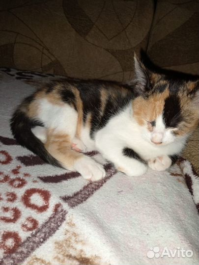 Котята в добрые руки бесплатно