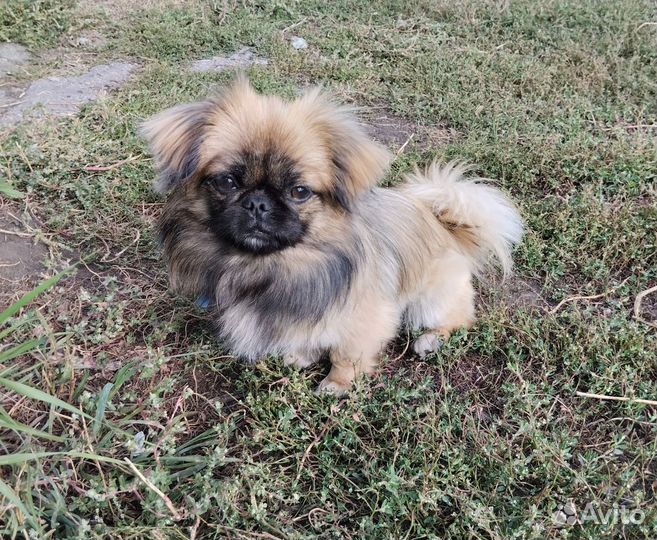 Вязка пекинес