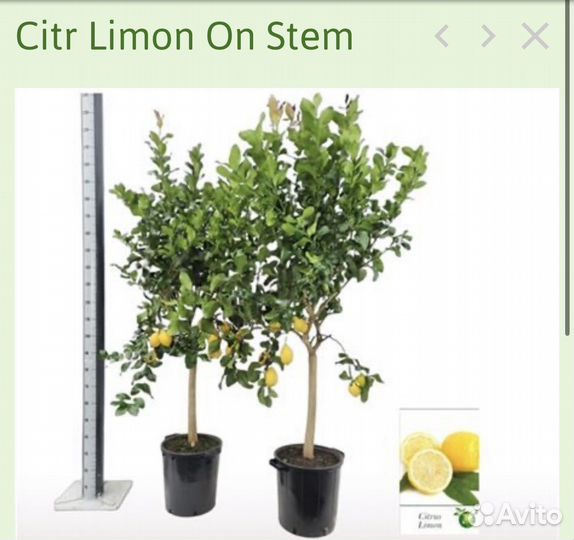 Лимонное дерево/ каламондин/ лаймкват/ цитрус
