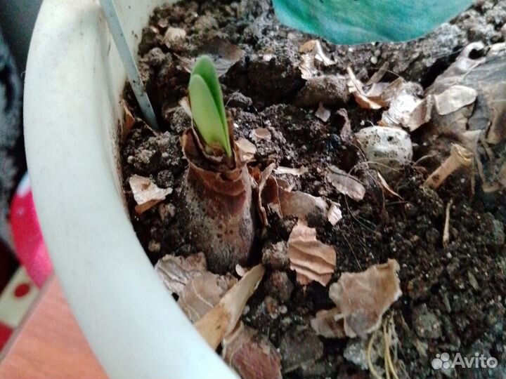 Гиппеаструм(детка)