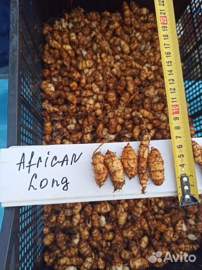 Чуфа Земляной миндаль African Long