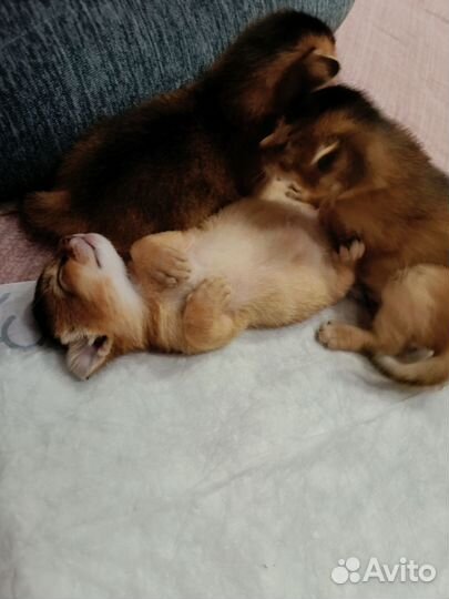 Абиссинские котята