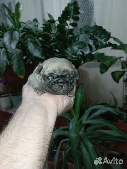 Девочка мопсик