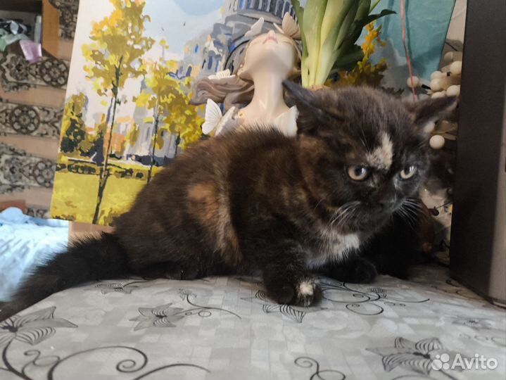Котята британские