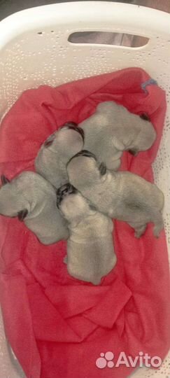 Щенки мопса