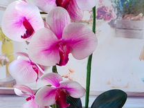 Подарок Орхидея цветы доставка