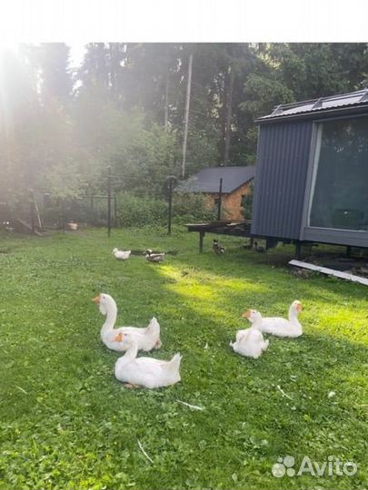 Холмогорский гусь