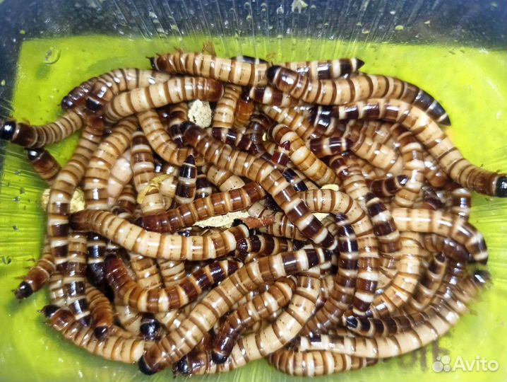 Зофобас, живой корм