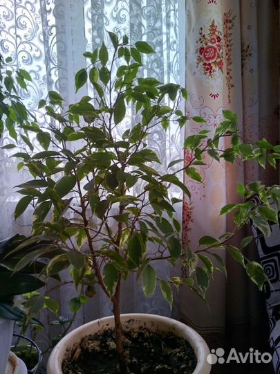 Комнатные цветы шефлера