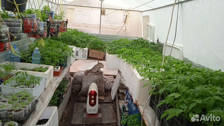 Рассада/все виды овощей/вегетативнаЯпетунья/тайдал