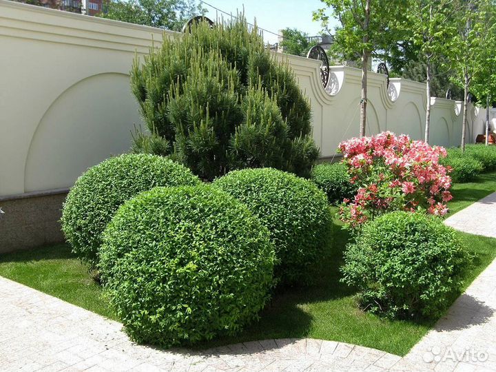 Ива Черничная