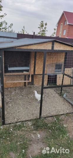 Дом для кур