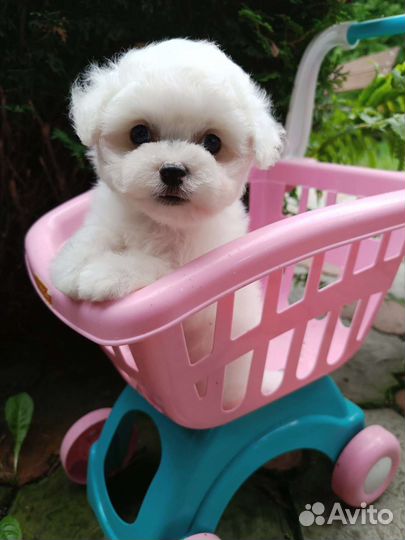 Бишон фризе малыши