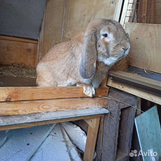 Кролики порода фландр