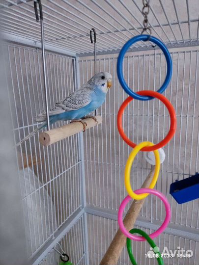 Волнистый попугай