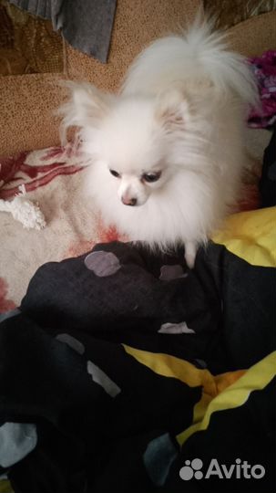 Померанский шпиц мини белый продам