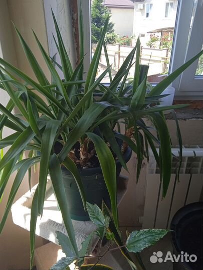 Комнатные цветы юкка