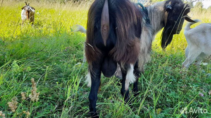 Козел альпийский