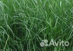 Семена многолетних/однолетних и газонных трав