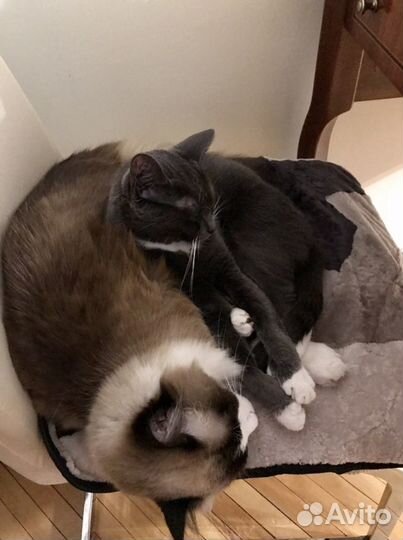 Чехол подушка на стул сиденье овчина