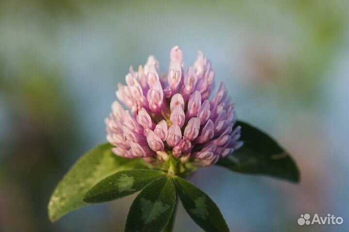 Объектив Nikon 105mm f/2.8G IF-ED AF-S VR Micro