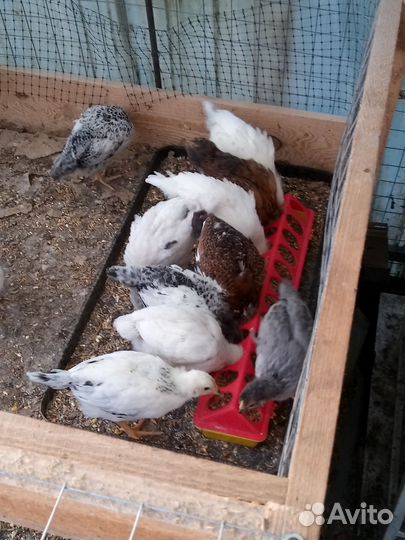 Цыплята