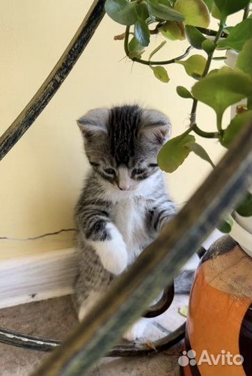 Отдам бесплатно