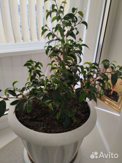 Бенджамина