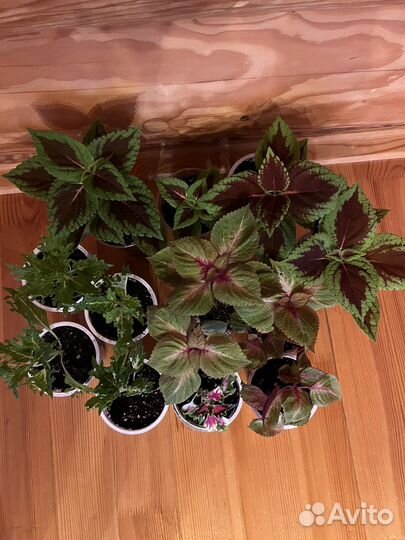 Комнатные цветы