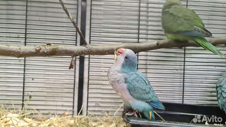 Калита манах Голубое серебро выкормыши