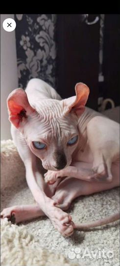 Девочки Канадский Сфинкс, Эльфы