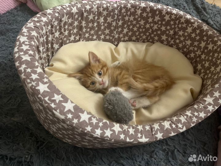 Котенок