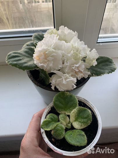 Продам махровую фиалку