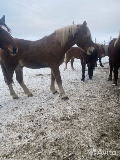 Жеребцы производители