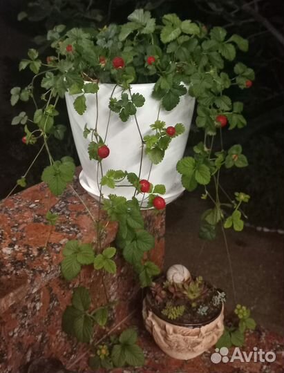 Дюшения индийская. Декоративный почвопокровник