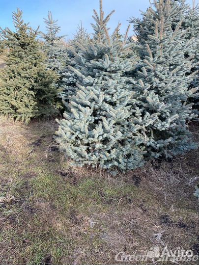 Ель голубая