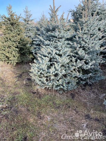 Ель голубая