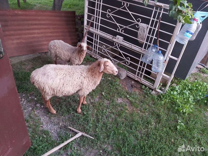 Овцы бараны