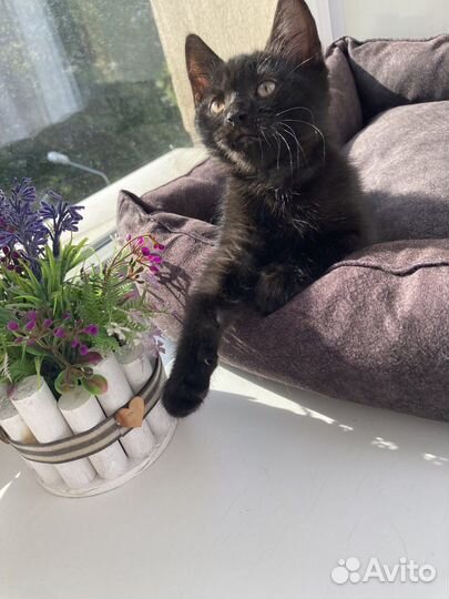 Милый котенок в добрые руки