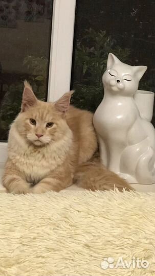 Вязка мейн- куна