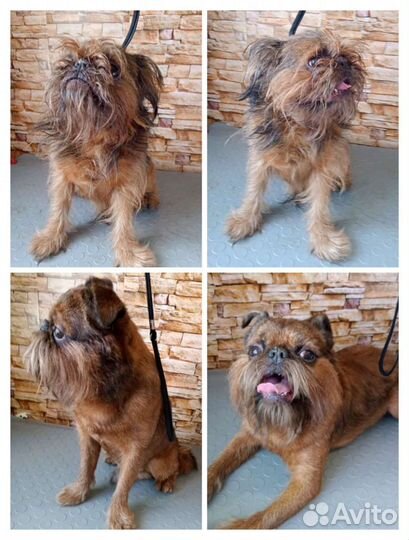 Груминг собак кошек