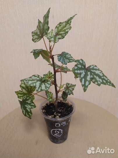 Каудексная бегония Дрега. Begonia dregei