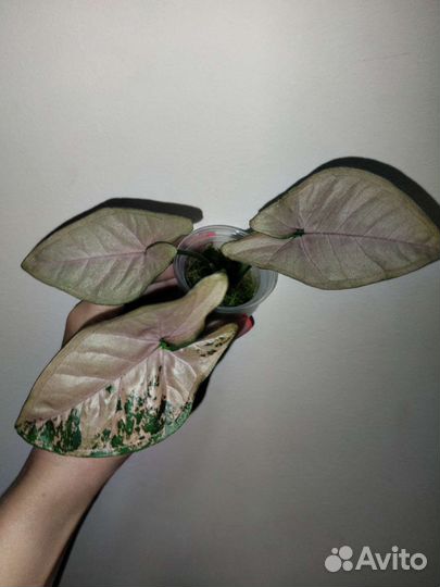 Сингониумы