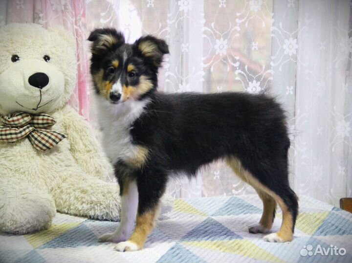 Щенки Шелти