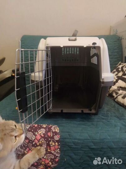 Переноска, воротник, банка для корма