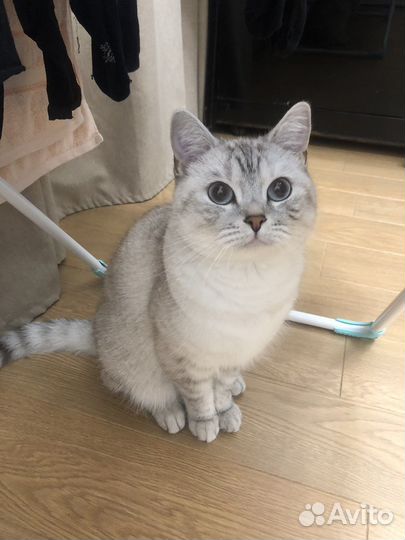 Британский кот вязка