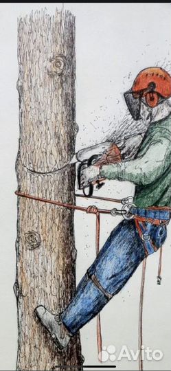 Спил деревьев